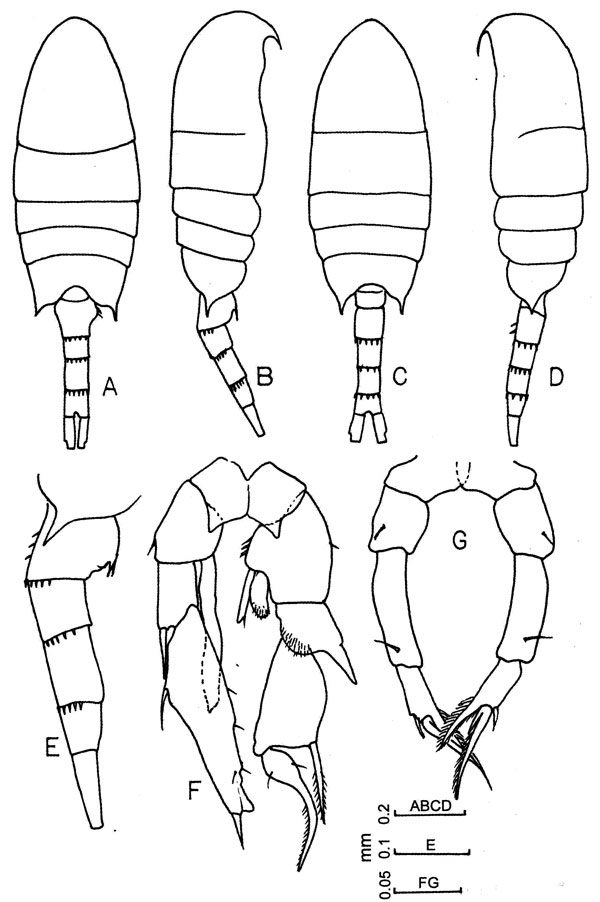 Species Pseudodiaptomus arabicus - Plate 1 of morphological figures