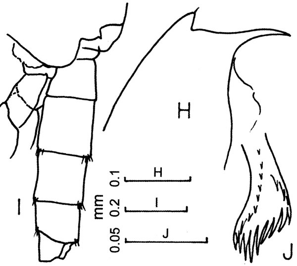 Espce Euchaeta concinna - Planche 11 de figures morphologiques