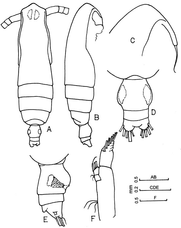 Espce Subeucalanus subcrassus - Planche 6 de figures morphologiques