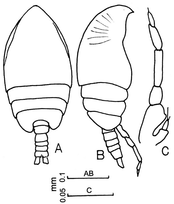 Species Parvocalanus crassirostris - Plate 7 of morphological figures