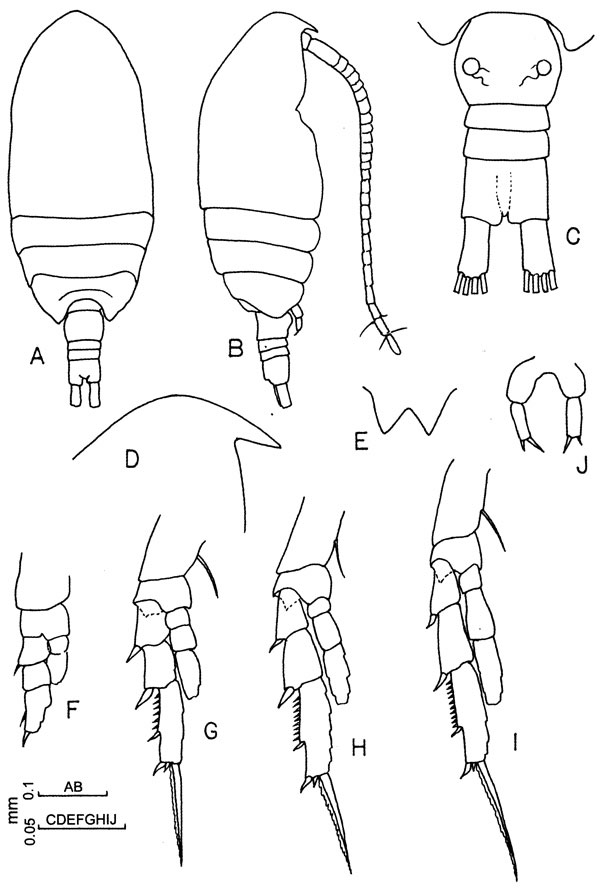 Espèce Parvocalanus crassirostris - Planche 6 de figures morphologiques