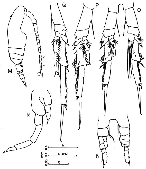 Espce Paracalanus sp. - Planche 3 de figures morphologiques