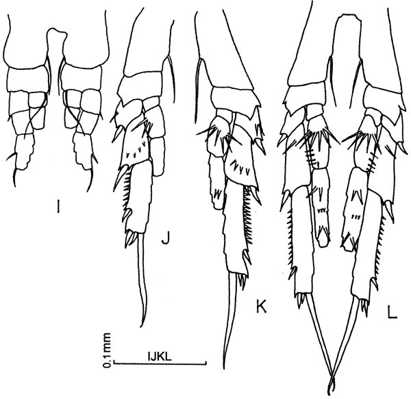 Espèce Paracalanus sp. - Planche 2 de figures morphologiques
