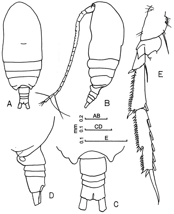 Espce Acrocalanus gibber - Planche 4 de figures morphologiques