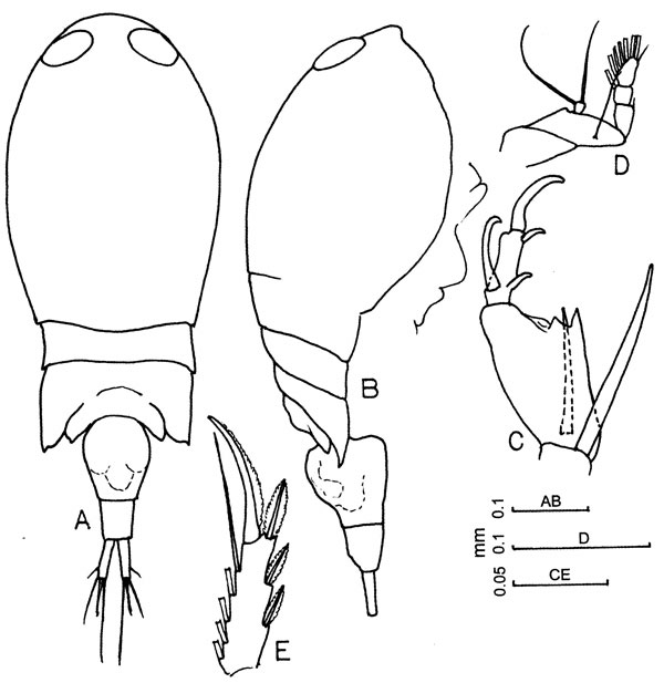 Species Corycaeus (Ditrichocorycaeus) andrewsi - Plate 8 of morphological figures