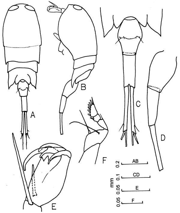 Species Corycaeus (Onychocorycaeus) agilis - Plate 5 of morphological figures