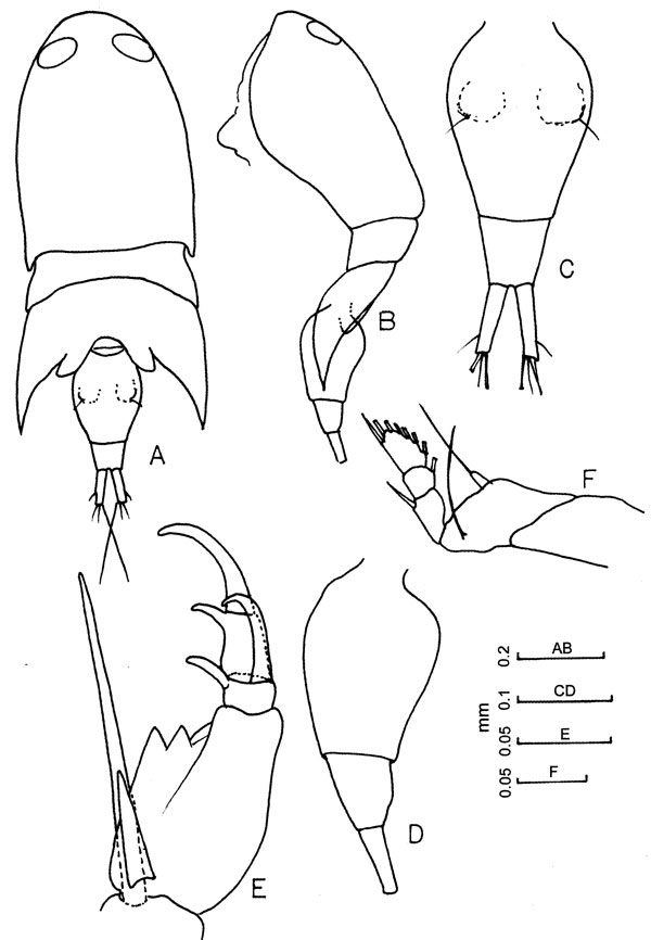Species Corycaeus (Onychocorycaeus) pacificus - Plate 4 of morphological figures