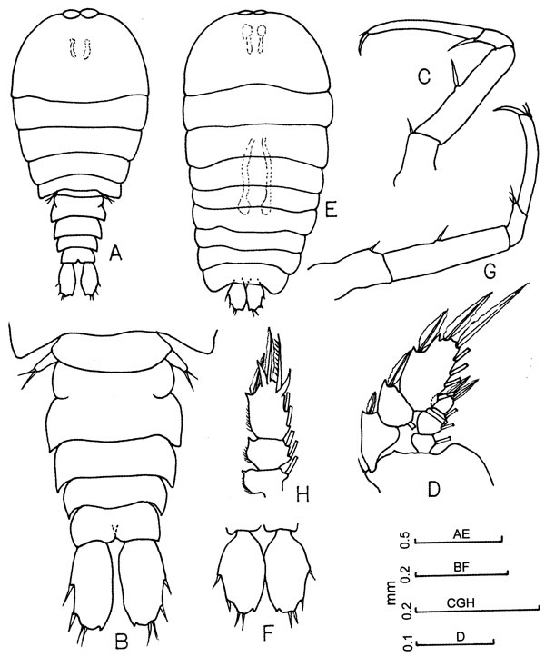 Espce Sapphirina nigromaculata - Planche 3 de figures morphologiques