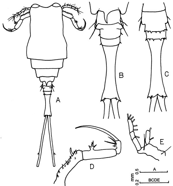 Espèce Copilia mirabilis - Planche 3 de figures morphologiques