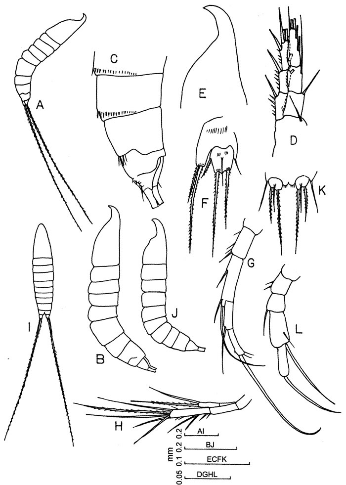 Species Microsetella sp. - Plate 1 of morphological figures