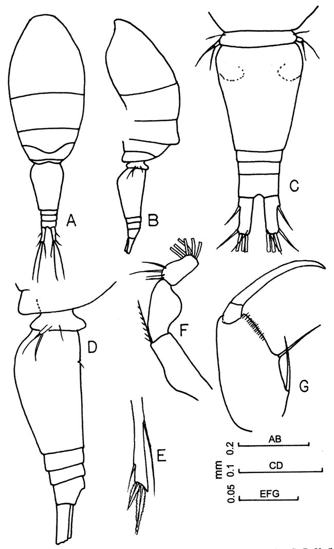 Espce Oncaea clevei - Planche 3 de figures morphologiques