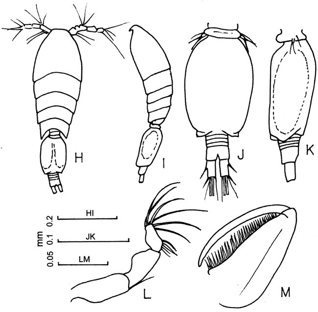 Species Oncaea clevei - Plate 4 of morphological figures