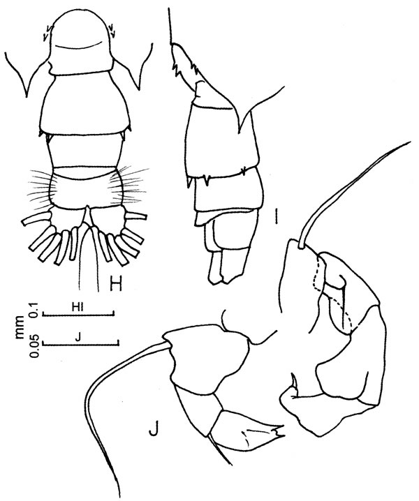 Espce Acartia (Odontacartia) amboinensis - Planche 3 de figures morphologiques