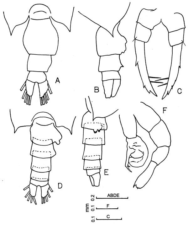 Species Candacia bradyi - Plate 4 of morphological figures