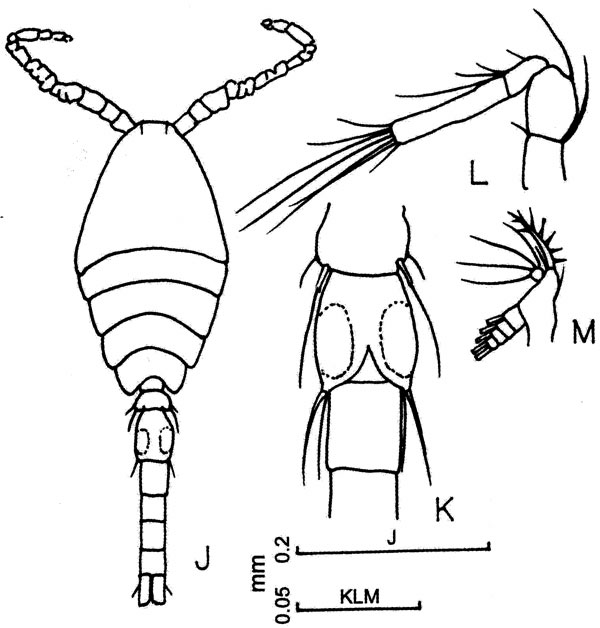 Espèce Oithona attenuata - Planche 11 de figures morphologiques