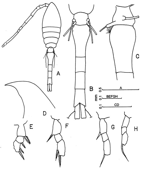Species Oithona plumifera - Plate 6 of morphological figures