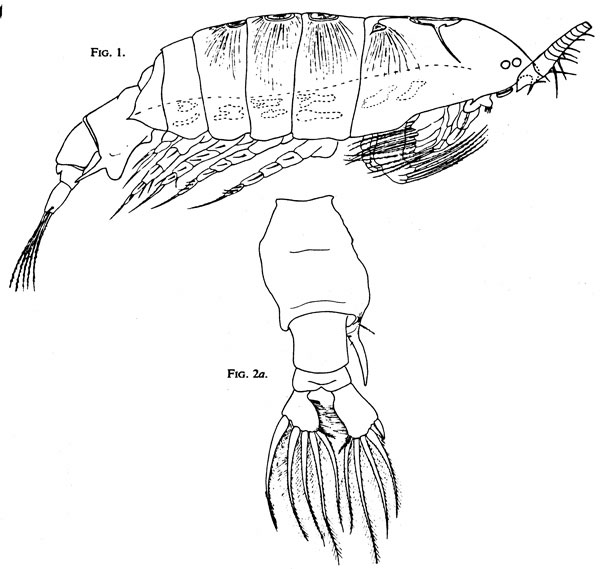 Espce Anomalocera opalus - Planche 1 de figures morphologiques
