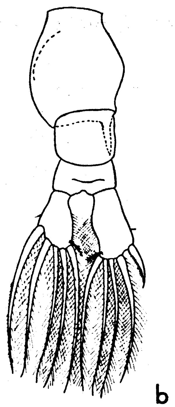 Species Anomalocera patersoni - Plate 18 of morphological figures