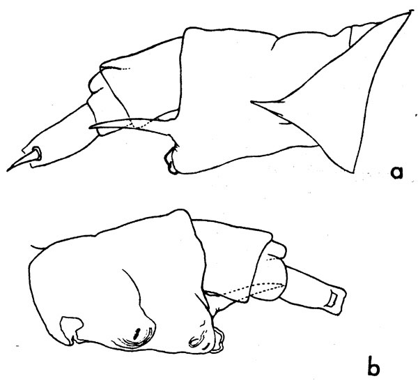 Espce Anomalocera opalus - Planche 2 de figures morphologiques