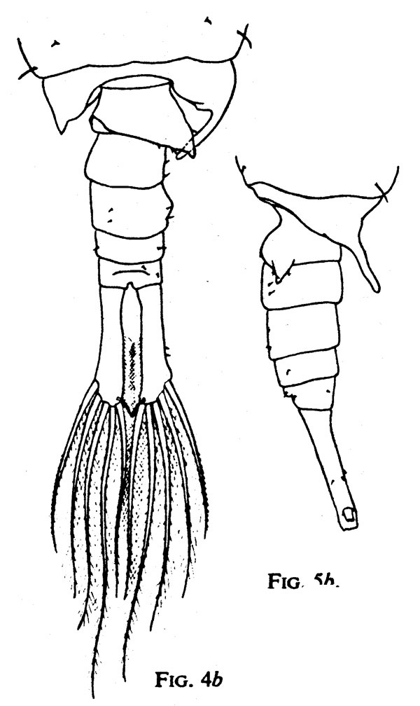 Species Anomalocera patersoni - Plate 21 of morphological figures