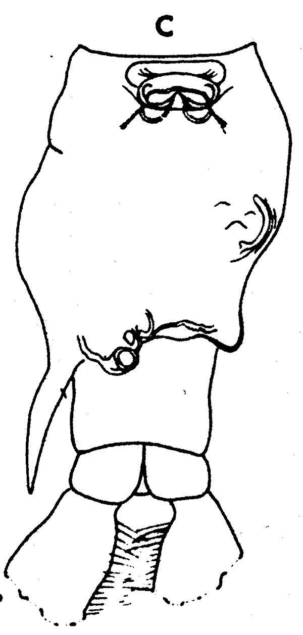 Espce Anomalocera opalus - Planche 3 de figures morphologiques