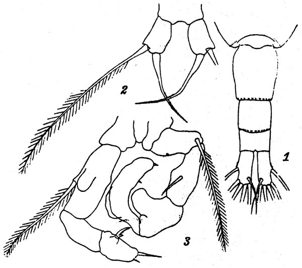 Species Acartia (Acanthacartia) steueri - Plate 3 of morphological figures