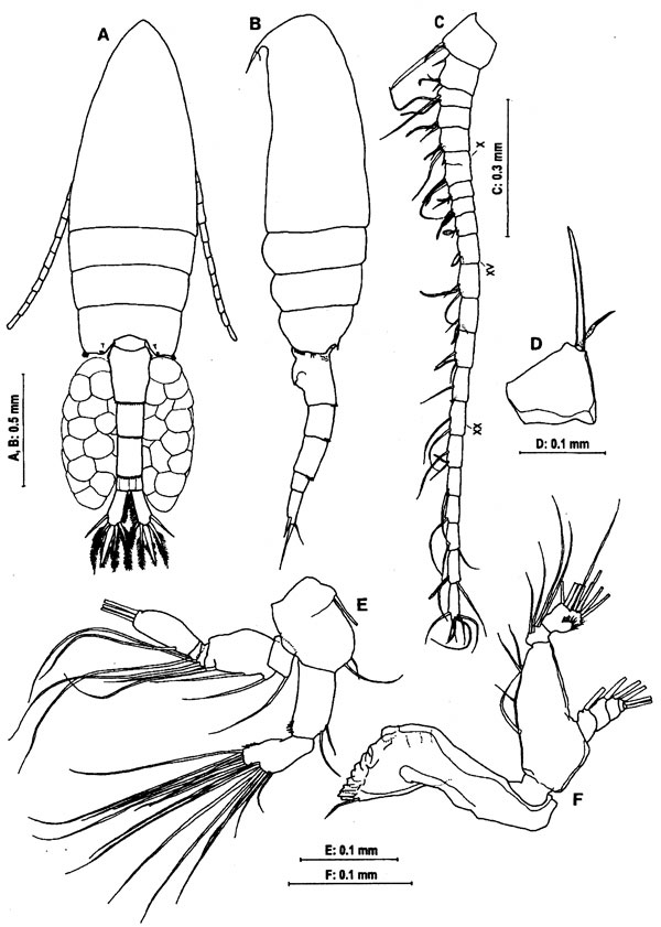 Species Pseudodiaptomus poplesia - Plate 1 of morphological figures