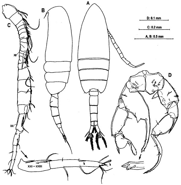 Species Pseudodiaptomus poplesia - Plate 5 of morphological figures