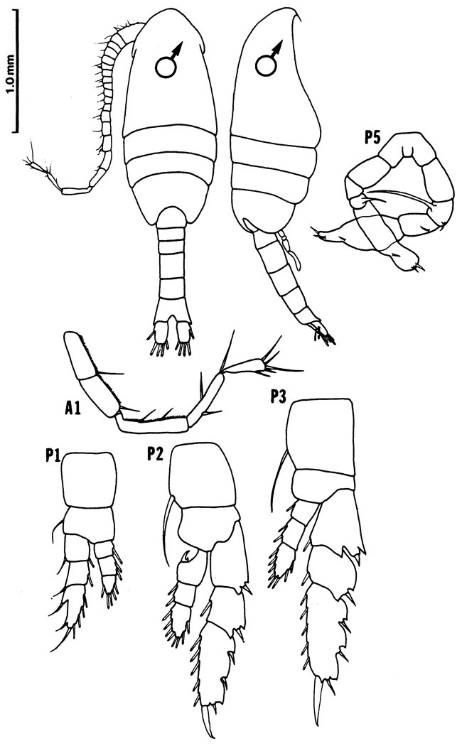 Espce Metridia okhotensis - Planche 4 de figures morphologiques