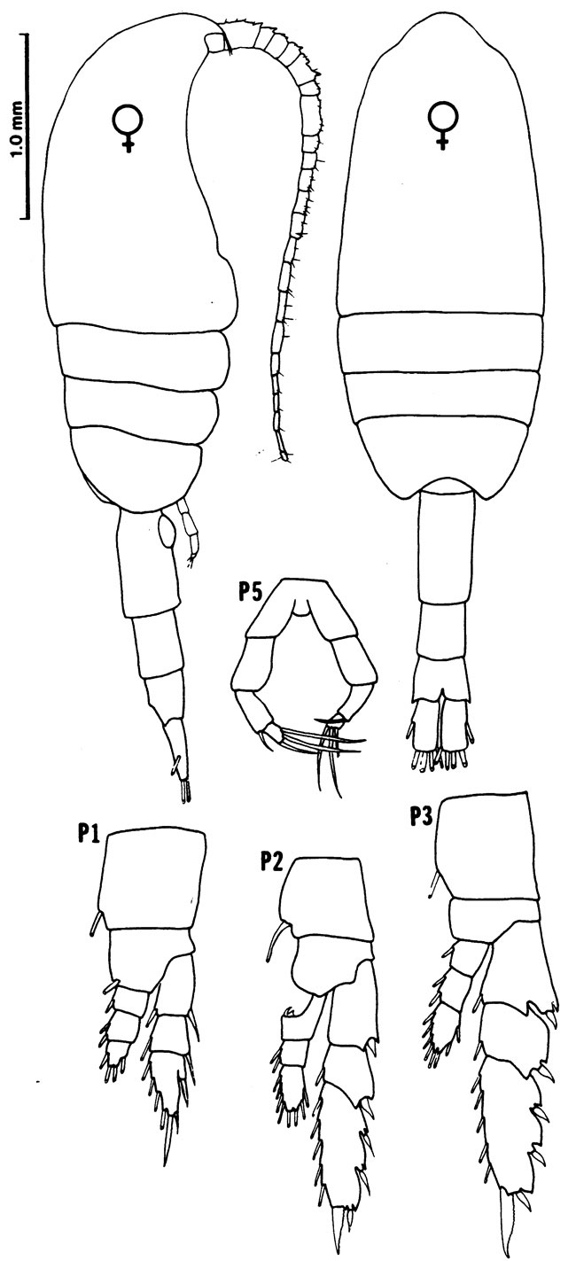 Espce Metridia okhotensis - Planche 3 de figures morphologiques