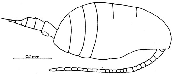 Species Stephos rustadi - Plate 1 of morphological figures