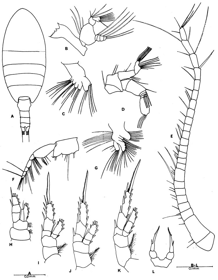 Espce Stephos rustadi - Planche 2 de figures morphologiques