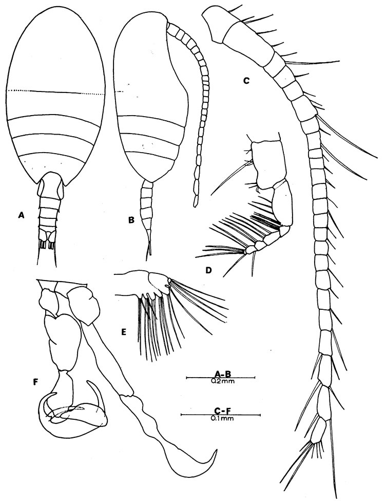 Species Stephos rustadi - Plate 3 of morphological figures