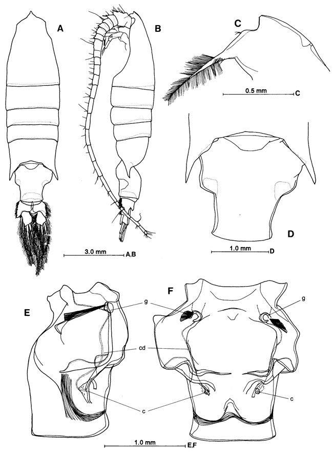 Species Gaussia princeps - Plate 2 of morphological figures