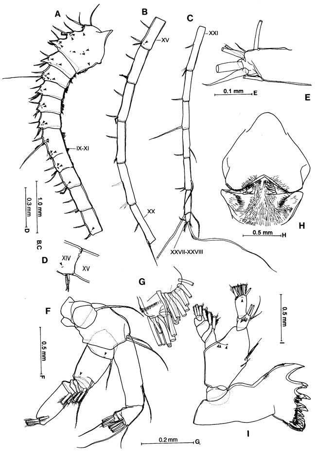 Espce Gaussia princeps - Planche 4 de figures morphologiques