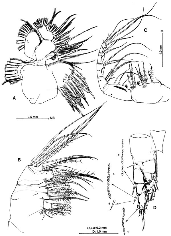 Espce Gaussia princeps - Planche 5 de figures morphologiques