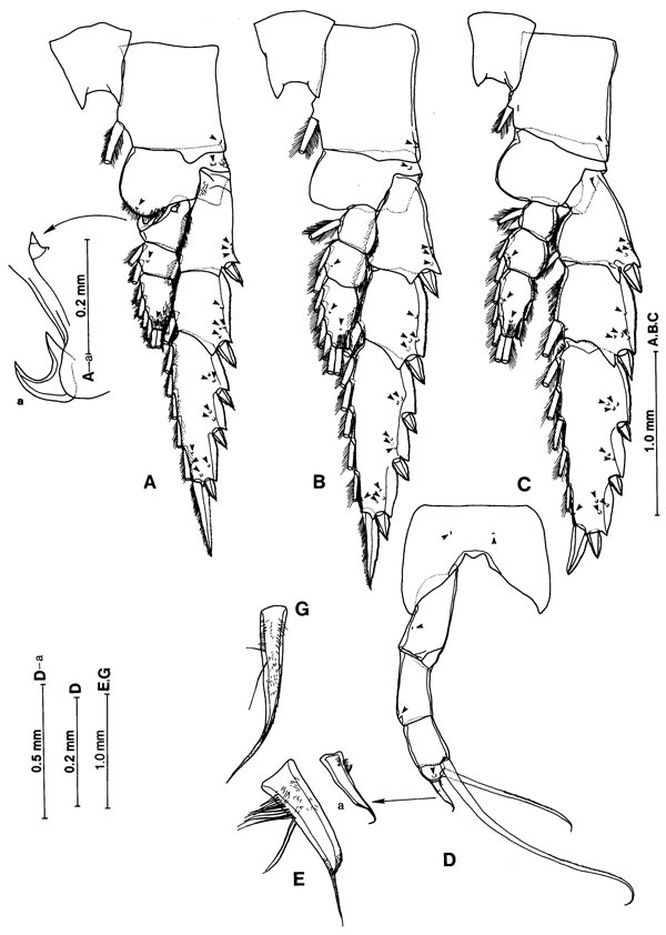 Espce Gaussia princeps - Planche 6 de figures morphologiques