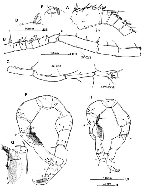 Espce Gaussia princeps - Planche 7 de figures morphologiques