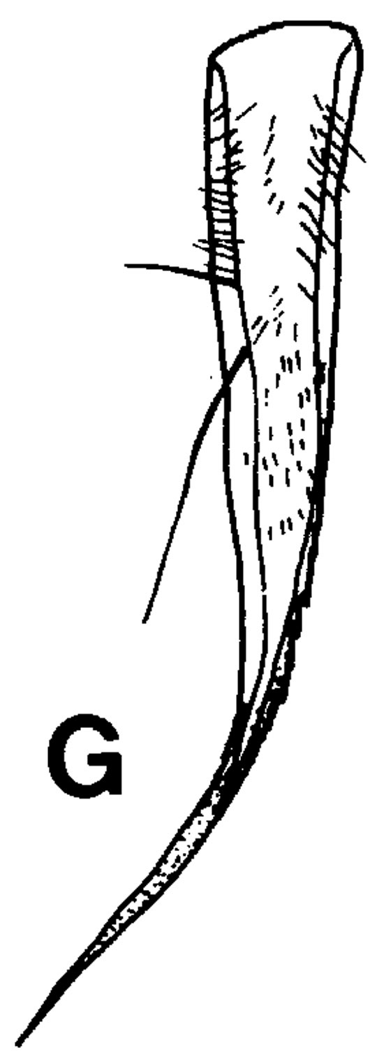 Espce Gaussia sewelli - Planche 5 de figures morphologiques