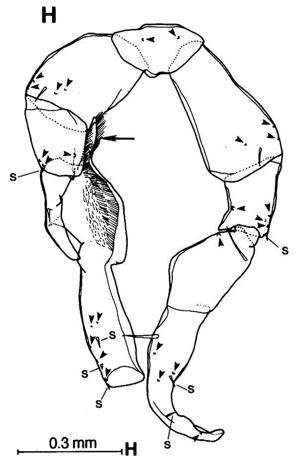 Species Gaussia sewelli - Plate 6 of morphological figures