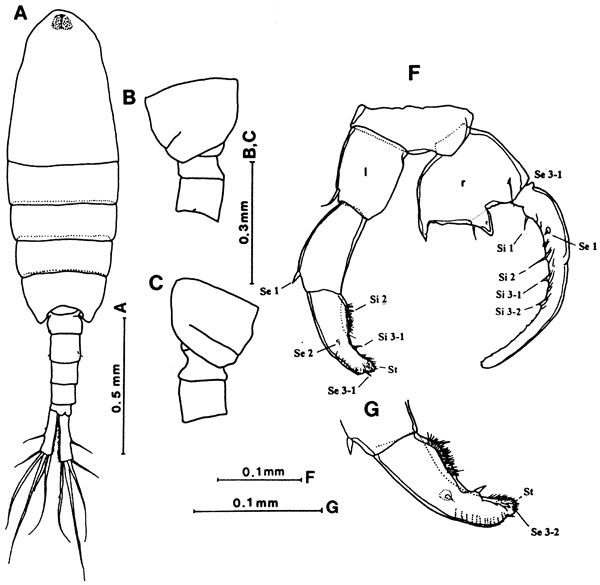 Species Tortanus (Eutortanus) derjugini - Plate 13 of morphological figures