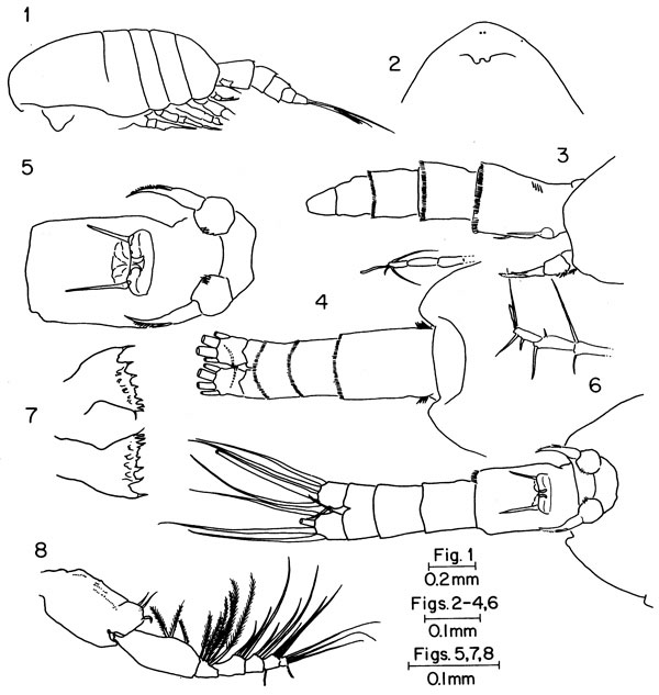 Species Parastephos esterlyi - Plate 1 of morphological figures