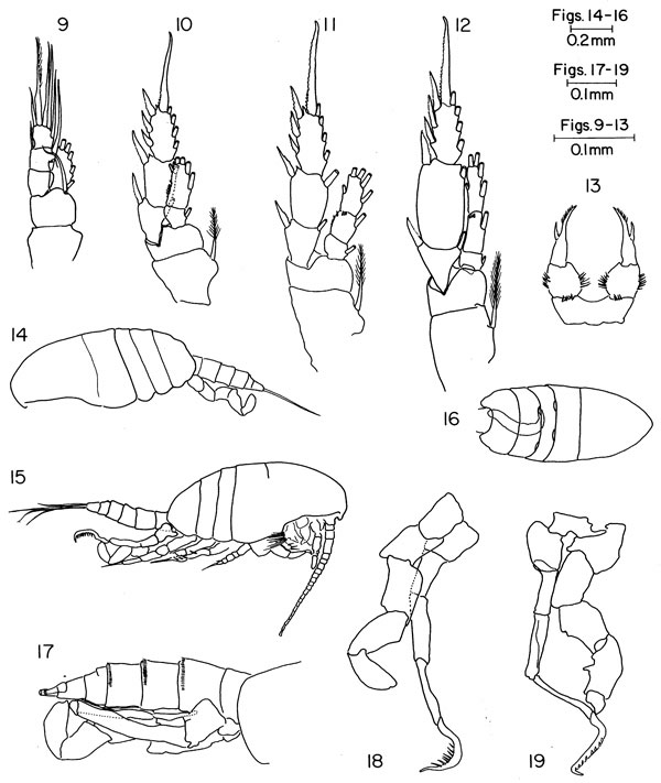 Espce Parastephos esterlyi - Planche 2 de figures morphologiques