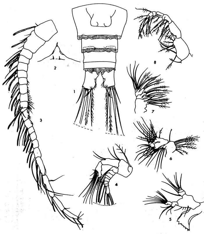 Espèce Ridgewayia typica - Planche 1 de figures morphologiques