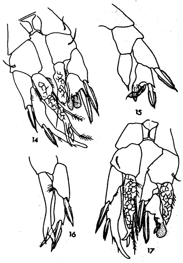 Espèce Ridgewayia typica - Planche 3 de figures morphologiques
