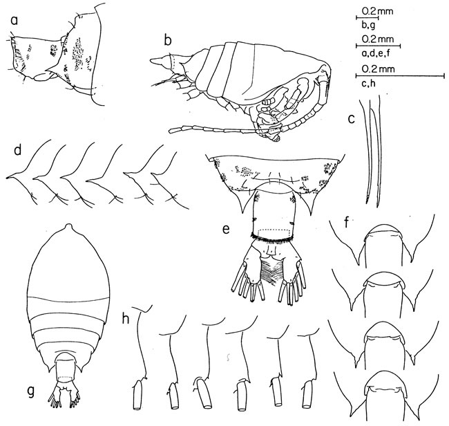 Espèce Pontellina plumata - Planche 18 de figures morphologiques