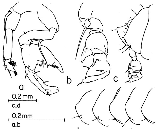 Species Pontellina platychela - Plate 2 of morphological figures
