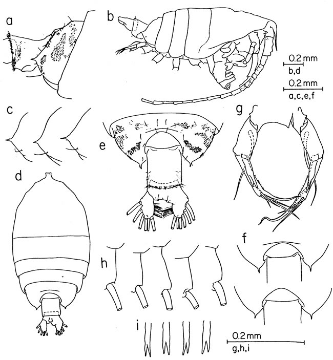 Species Pontellina morii - Plate 3 of morphological figures