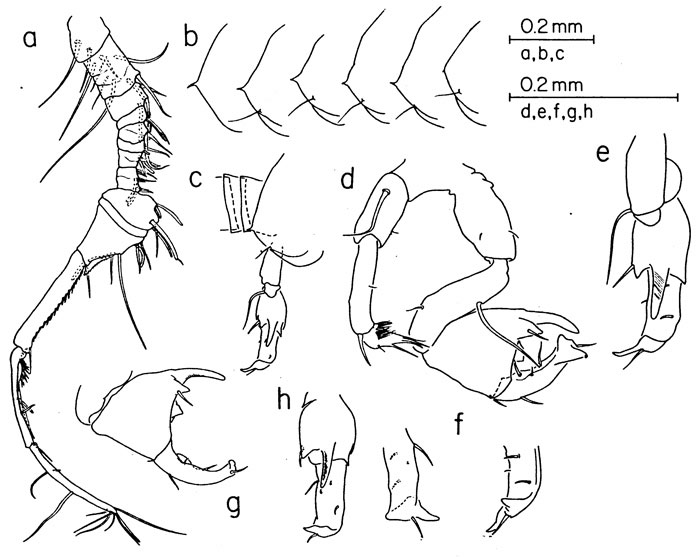 Species Pontellina morii - Plate 4 of morphological figures