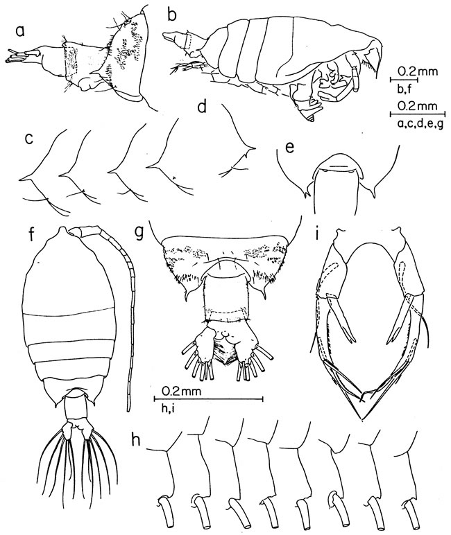 Species Pontellina sobrina - Plate 1 of morphological figures